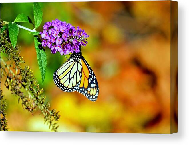 Monarch Butterfly Canvas Print featuring the photograph A Moment In Time by Marla McPherson