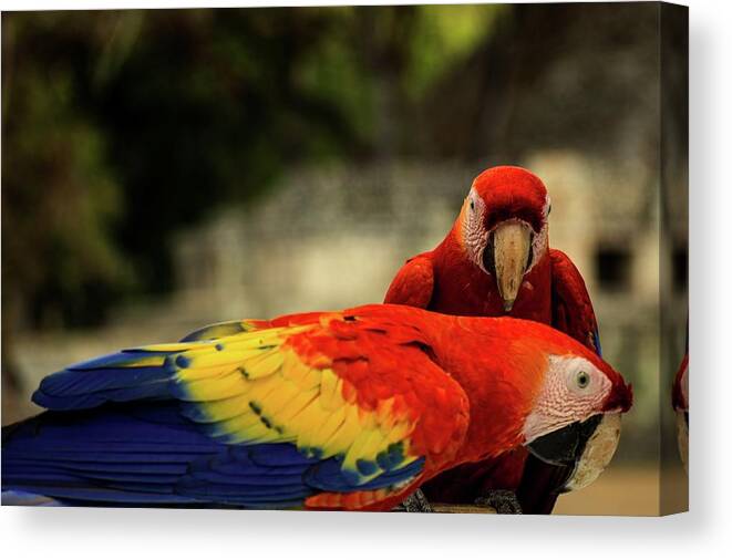 Ara Canvas Print featuring the photograph A pair of scarlet macaws by Robert Grac