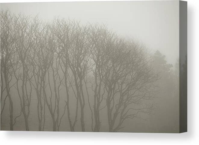 In A Row Canvas Print featuring the photograph A Row Of Bare Trees In Fog by Sindre Ellingsen