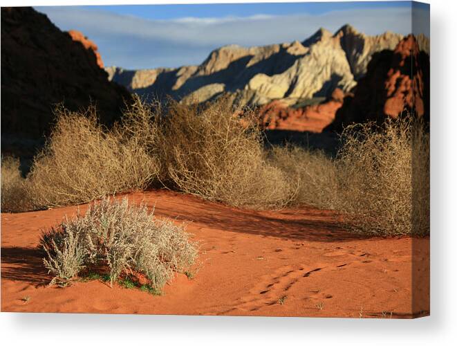 Scenics Canvas Print featuring the photograph A Series Of Tumbleweeds In A Burnt by Imaginegolf