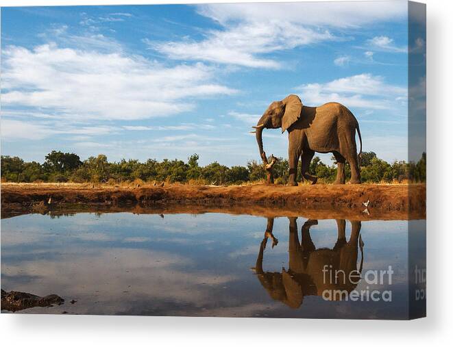 Big Canvas Print featuring the photograph A Single Elephant Is Reflected by Mike Dexter