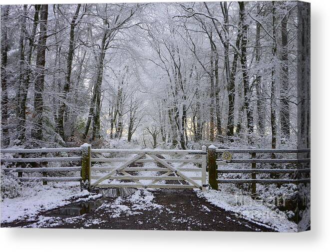 Snow Canvas Print featuring the photograph A Snowy Scene by Andy Thompson