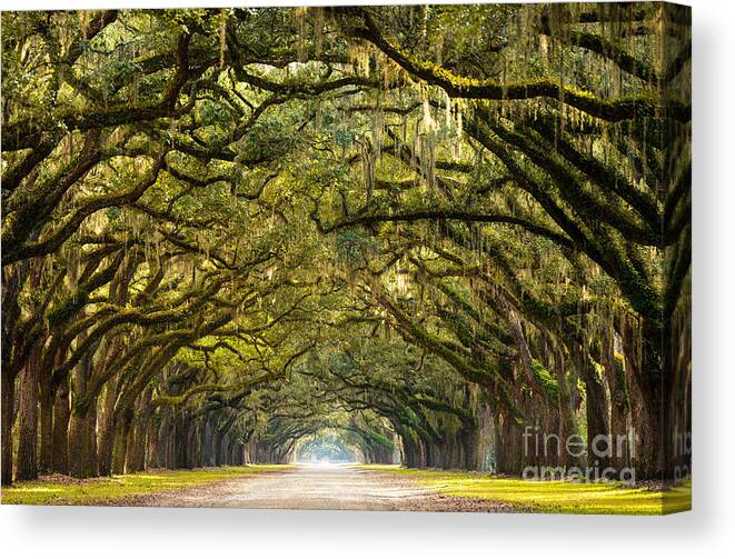 Forsyth Canvas Print featuring the photograph A Stunning Long Path Lined by Serge Skiba