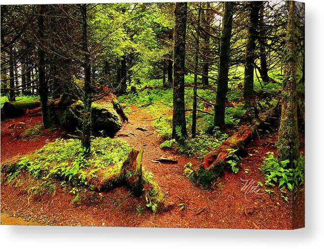 Walk In The Woods Canvas Print featuring the photograph A Walk In The Woods by Meta Gatschenberger