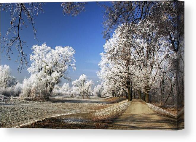 Winter Canvas Print featuring the photograph About Noon by Jacek Stefan
