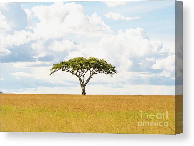 Africa Canvas Print featuring the photograph Green Tree Of Life - Serengeti 5100 - Safari Tanzania East Africa by Amyn Nasser Photo - Neptune Images