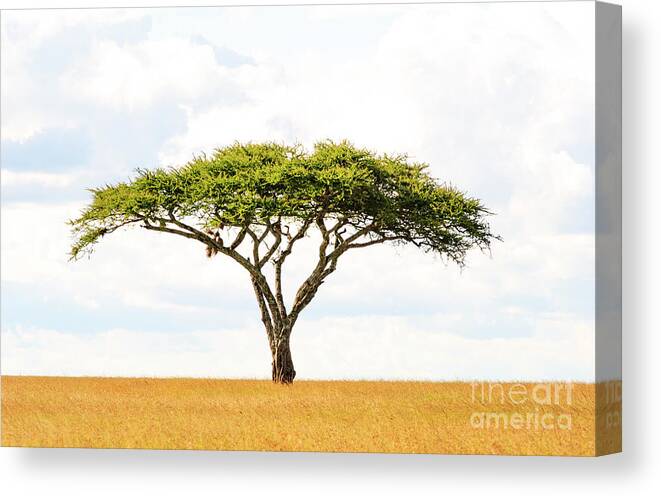 Africa Canvas Print featuring the photograph 5101 Green Tree Of Life Serengeti Tanzania East Africa - Acacia Vachellia by Neptune - Amyn Nasser Photographer