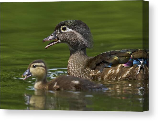 Wood Duck Canvas Print featuring the photograph Accompany by Johnny Chen