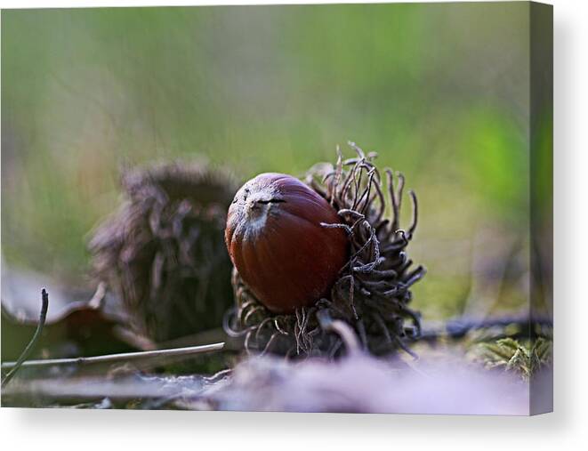 Acorn Canvas Print featuring the photograph Acorn close up by Martin Smith