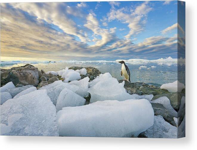 Snow Canvas Print featuring the photograph Adelie Penguins, Holtedehl Bay by Eastcott Momatiuk