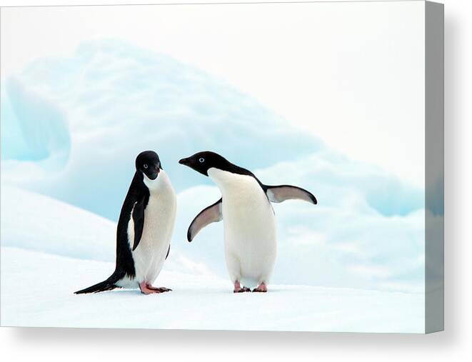 Animal Themes Canvas Print featuring the photograph Adélie Penguins by Angelika Stern