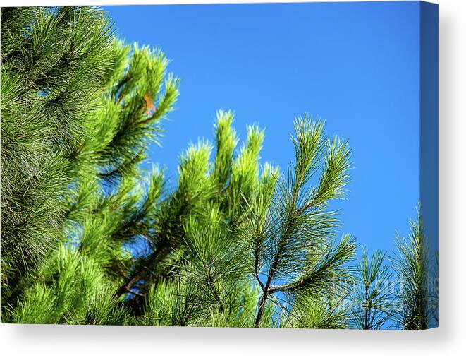  Canvas Print featuring the photograph Adriatic pine against blue sky by Marina Usmanskaya