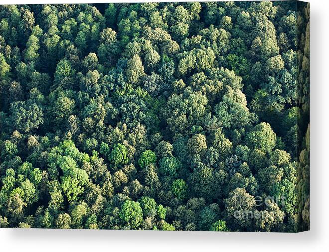 Forest Canvas Print featuring the photograph Aerial View Of Forest by Mariusz Szczygiel