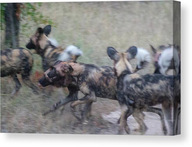 Lycaon Pictus Canvas Print featuring the photograph African Wild Dogs Running by Mark Hunter