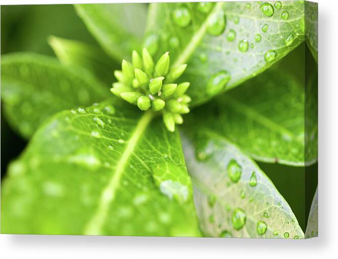 Greenery Canvas Print featuring the photograph After the Rainstorm by Mary Anne Delgado