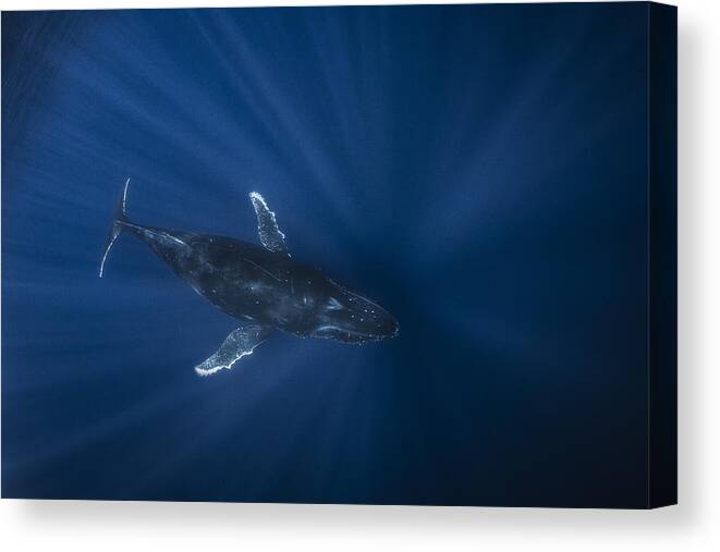Dive Canvas Print featuring the photograph Air Megaptera Approaching! by Barathieu Gabriel