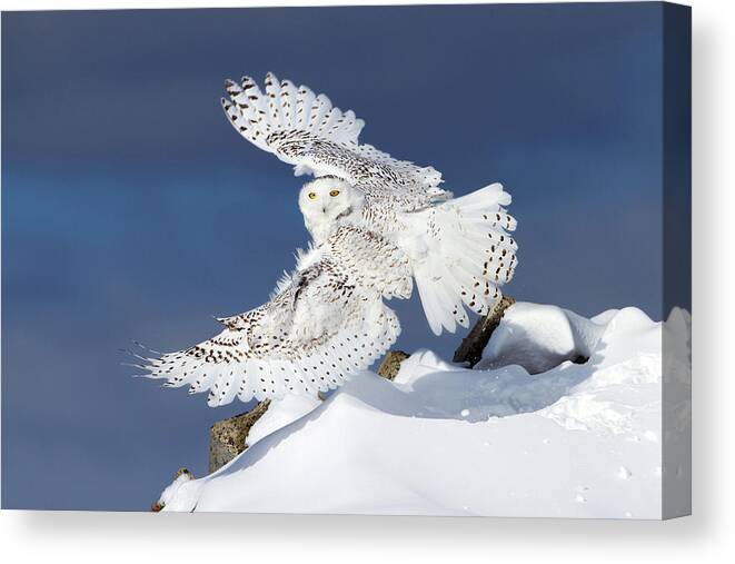 Wings Canvas Print featuring the photograph Air Snowy - Snowy Owl by Jim Cumming