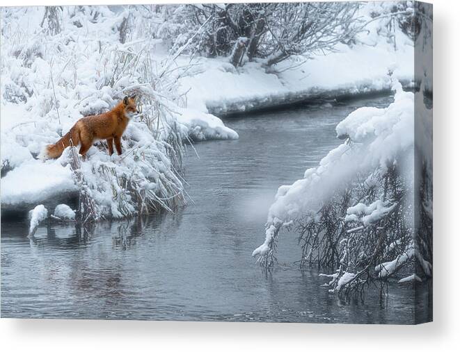 Creek Canvas Print featuring the photograph Alaska Red Fox by Scott Slone