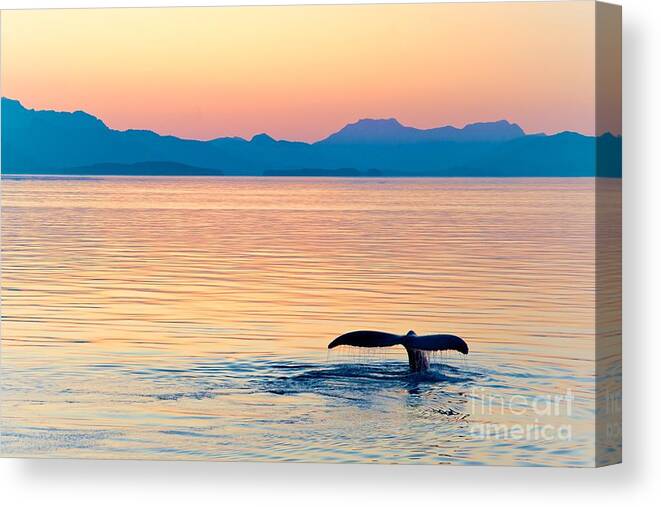 Big Canvas Print featuring the photograph Alaska Whale Tail Sunset by Tonyzhao120