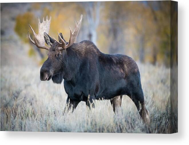 Alces Canvas Print featuring the photograph Alces Alces Shirasi, Moose, Elk by Petr Simon
