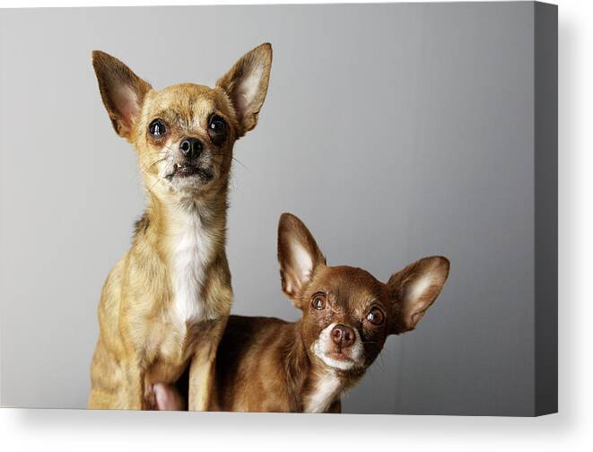Animal Themes Canvas Print featuring the photograph All Dog, No Cat by Laura Layera