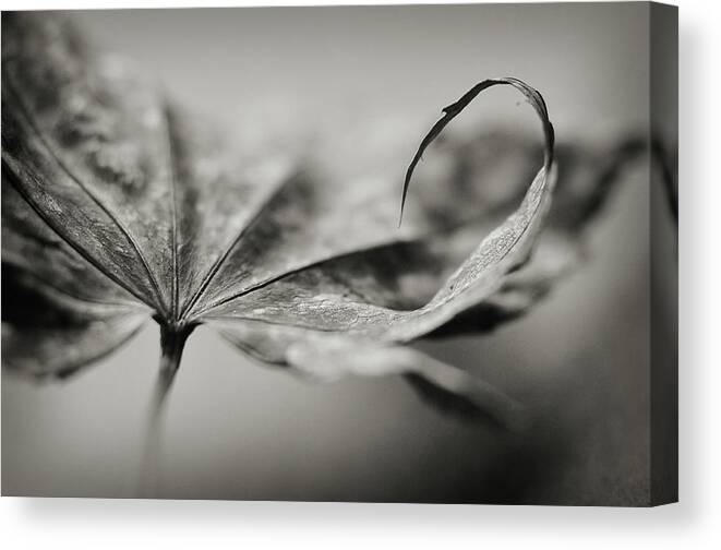 Black And White Canvas Print featuring the photograph All In by Michelle Wermuth