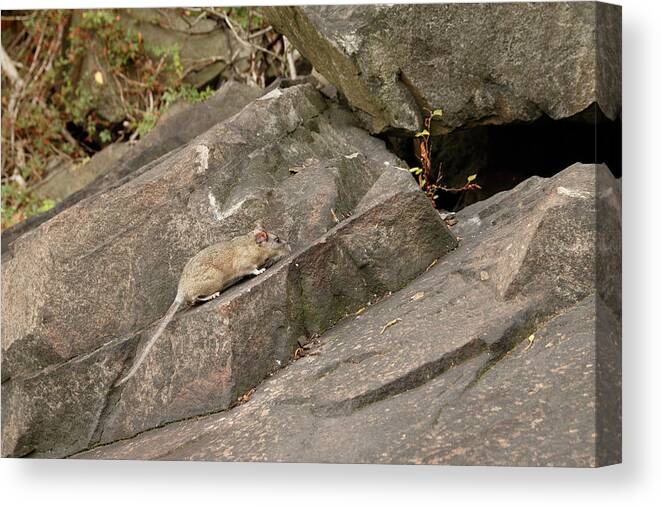 Allegheny Woodrat Canvas Print featuring the photograph Allegheny Woodrat In Habitat by David Kenny