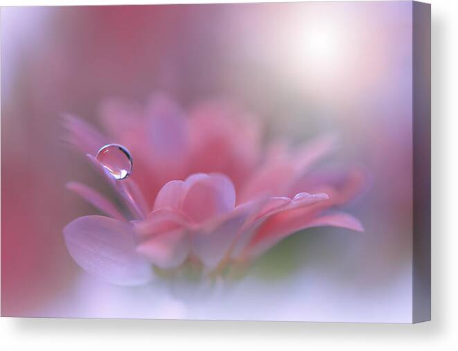 Daisy Canvas Print featuring the photograph Alliance Of Light.. by Juliana Nan