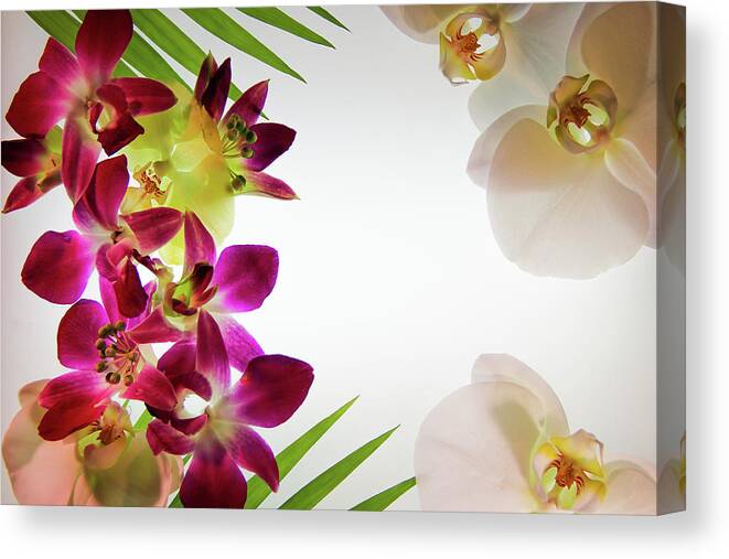 Bombay Orchids Canvas Print featuring the photograph Tropical Wind by Bobby Villapando