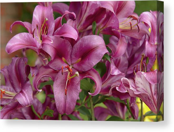 Jenny Rainbow Fine Art Photography Canvas Print featuring the photograph Amazing Grace of Lilies - Palazzo 3 by Jenny Rainbow