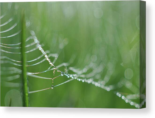 Green Canvas Print featuring the photograph Amazing by Michelle Wermuth