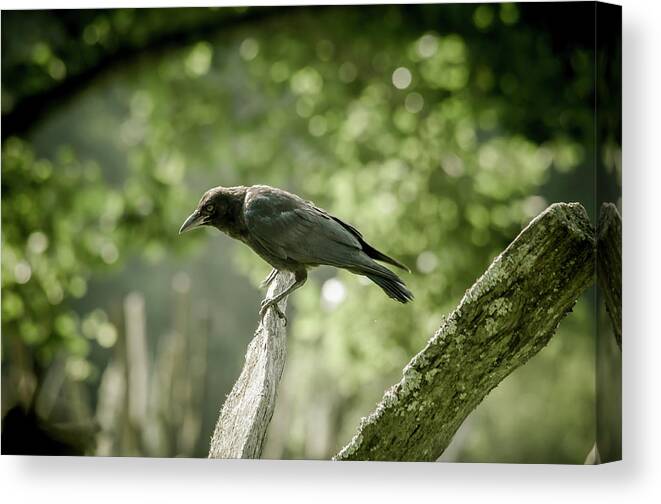 Trees Canvas Print featuring the photograph American Crow by Joe Leone