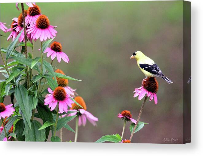 Nature Canvas Print featuring the photograph American Goldfinch on the Coneflowers by Trina Ansel