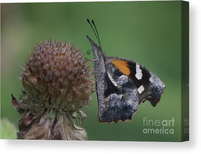 American Snout Butterfly Canvas Print featuring the photograph American Snout Butterfly on Bee Balm Seed Head by Robert E Alter Reflections of Infinity