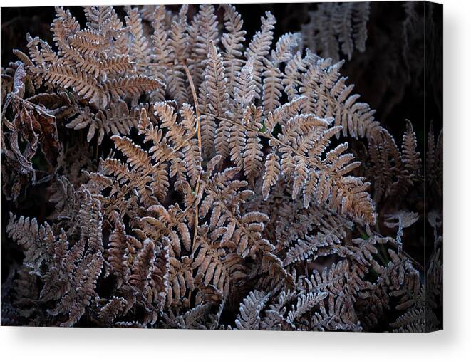 Ferns Canvas Print featuring the photograph Among Frosted Ferns by Steven Clark