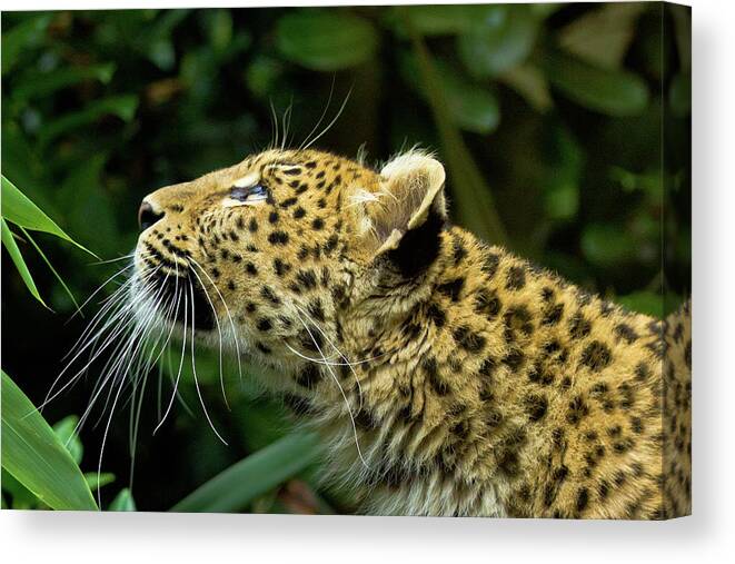 Animal Themes Canvas Print featuring the photograph Amur Leopard Profile by Claire Hogg