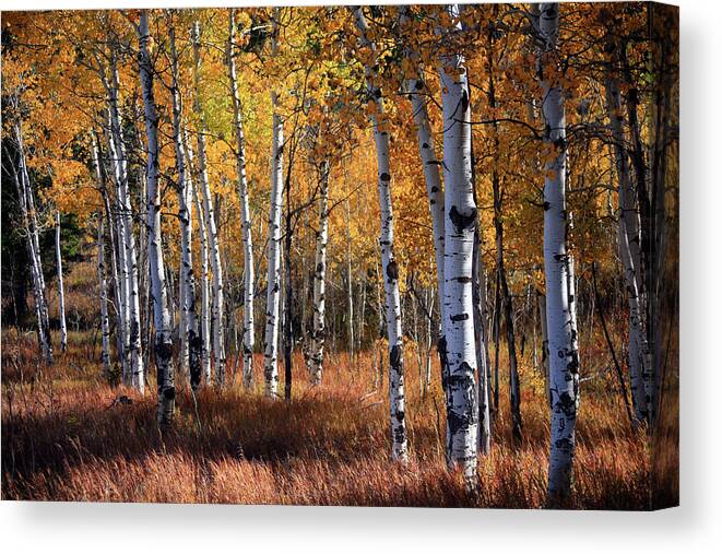 Eco Tourism Canvas Print featuring the photograph An Aspen Grove In Autumn With Orange by Denny35463