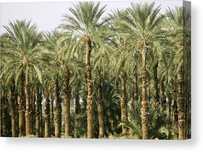 California Canvas Print featuring the photograph An Oasis Of Palm Trees In The Desert by George Rose