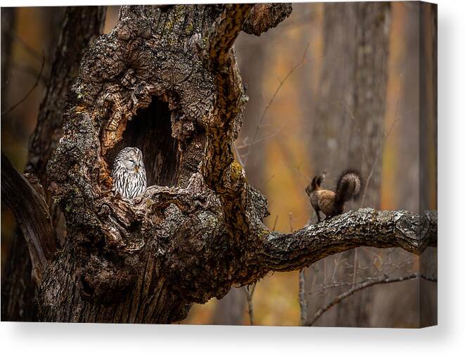 Owl Canvas Print featuring the photograph An Owl & A Squirrel by Hung Tsui