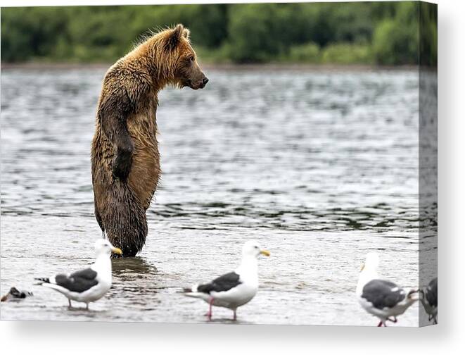 Bear Canvas Print featuring the photograph And Now?? by Giuseppe D\\'amico