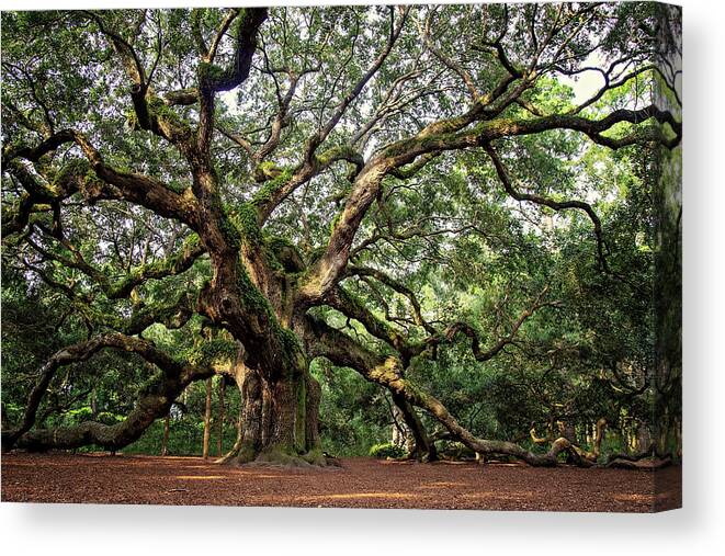 Carolinas Canvas Print featuring the photograph Angel Oak Tree by Lana Trussell