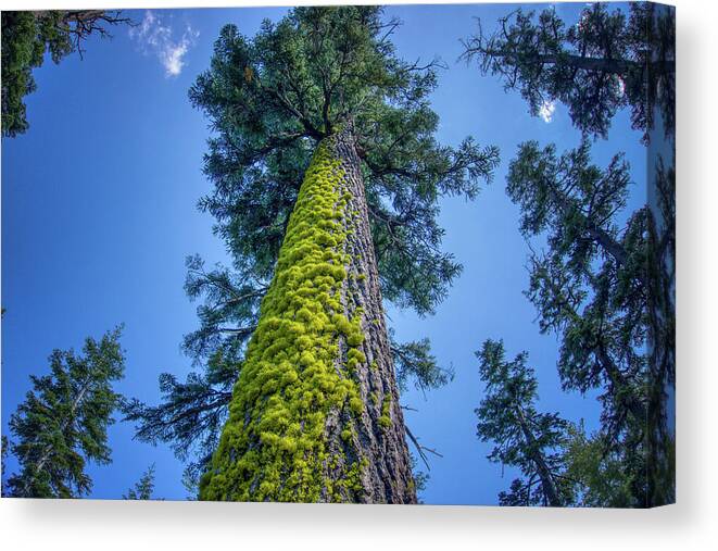 Lake Tahoe Canvas Print featuring the photograph Angora Lakes Mossy Tree California by Anthony Giammarino