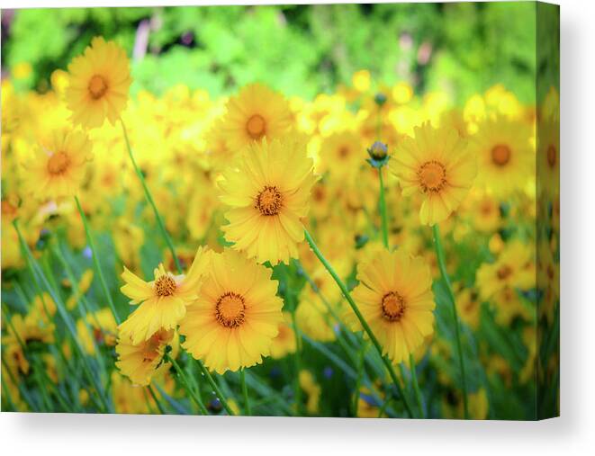 Pollinator Canvas Print featuring the photograph Another Glimpse, Pollinator Field by Cindy Lark Hartman