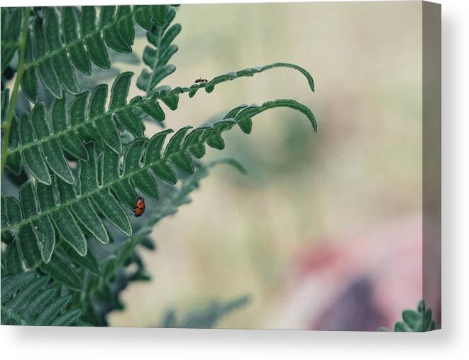 Fern Canvas Print featuring the photograph Ant and Ladybug by Melisa Elliott
