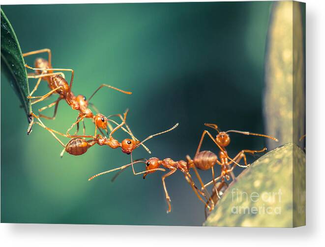 Macro Canvas Print featuring the photograph Ant Bridge Unity by Chik 77