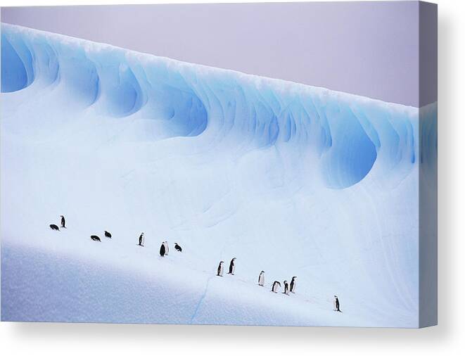 Snow Canvas Print featuring the photograph Antarctica, South Orkney Islands by Kevin Schafer