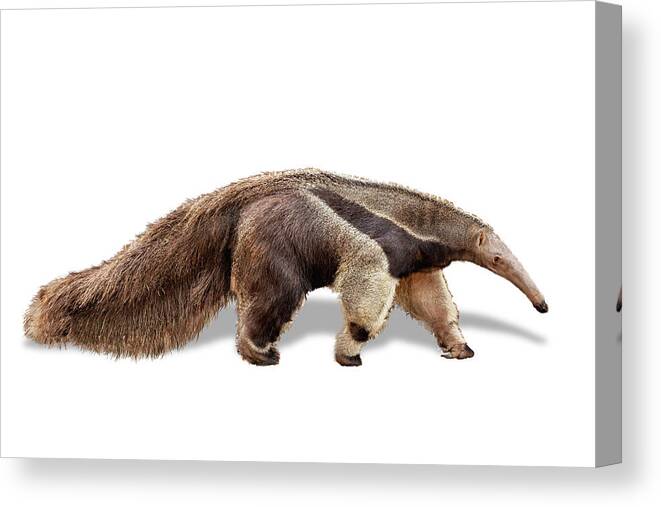 Anteater Canvas Print featuring the photograph Anteater Named Beaker by Good Focused