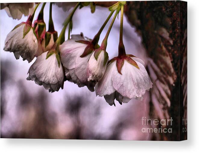 Flowers Canvas Print featuring the photograph Anticipating spring by Jeff Swan