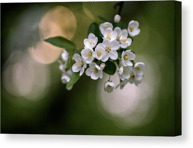 Apple Blossom Canvas Print featuring the photograph Apple Blossom by Dmitry Stepanov