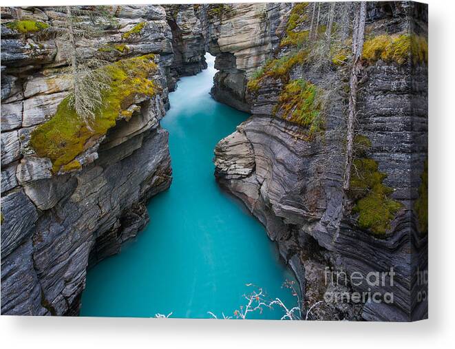 Forest Canvas Print featuring the photograph Aqua Waters At Athabasca Falls by Larissa Dening